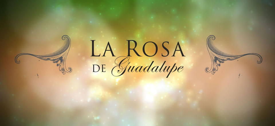 Que Le De Una Rosa Letra